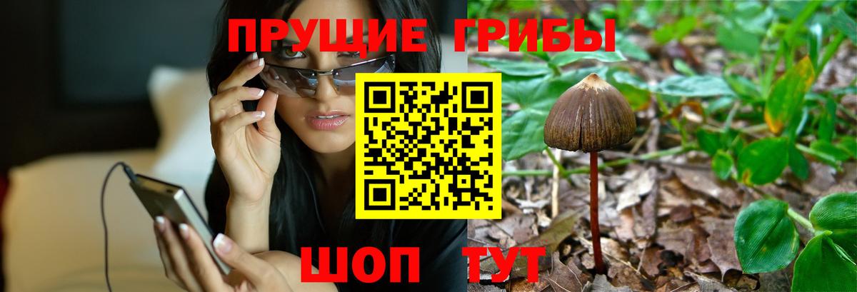 Псилоцибиновые грибы Psilocybe Щёлково